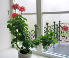Ant kiekvienos dvaro palangės žydi pelargonijos Ant kiekvienos dvaro palangės žydi pelargonijos