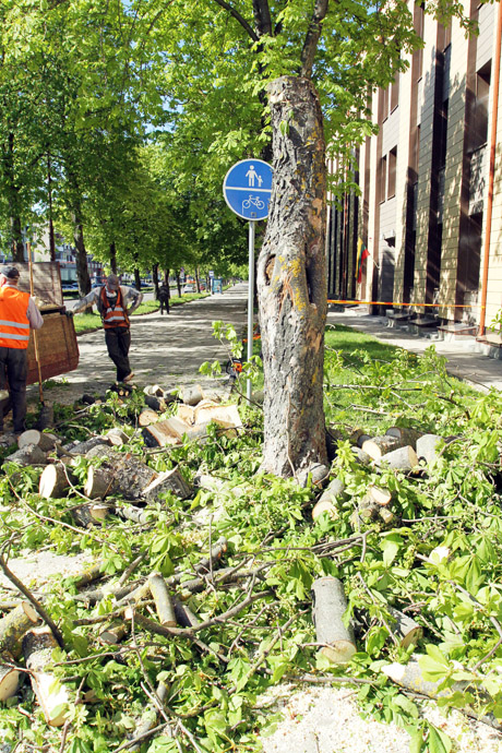 Kaštonus kerta ne keršakandės Kaštonus kerta ne keršakandės