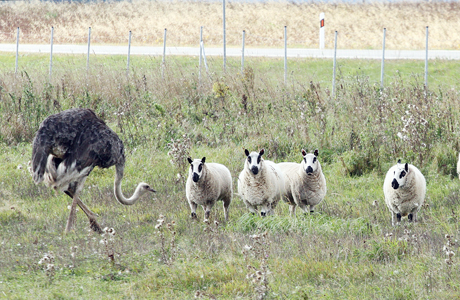 Strutis gano avis Strutis gano avis