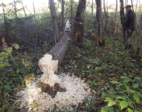 Bebrų neišvaro nei ūkininkas, nei medžiotojai Bebrų neišvaro nei ūkininkas, nei medžiotojai