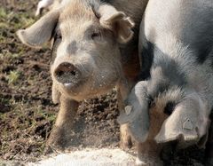 Daniška kiaulė lietuviui netapo delikatesu Daniška kiaulė lietuviui netapo delikatesu