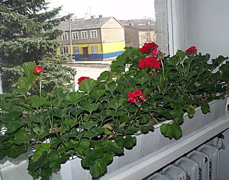 Seniūnijoje stiebiasi gėlių sodinukai Seniūnijoje stiebiasi gėlių sodinukai