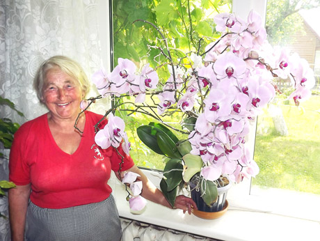 Orchidėja nustebino žiedais Orchidėja nustebino žiedais