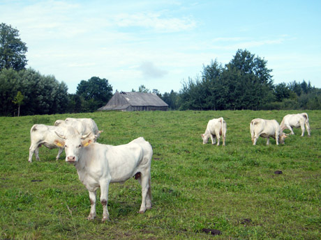 Veterinarijos gydytojai nenori į kaimą Veterinarijos gydytojai nenori į kaimą