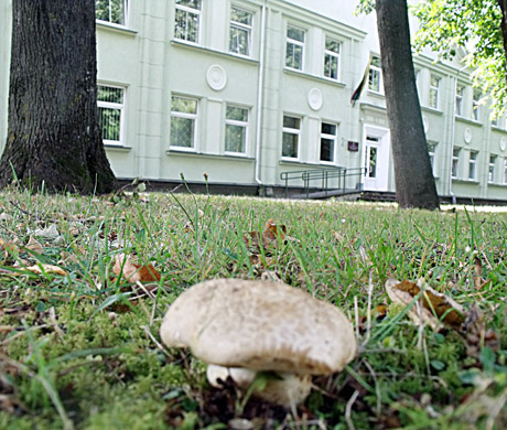 Grybai – ne tik miške Grybai – ne tik miške