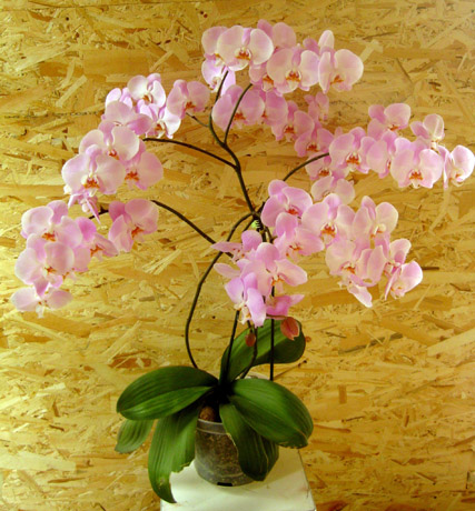 Orchidėja Orchidėja
