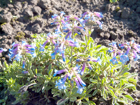 Penstemonai Penstemonai