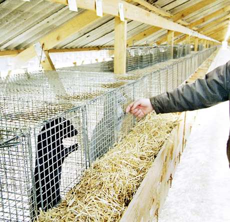 Žvėrelių augintojai šturmuoja Kinijos rinką Žvėrelių augintojai šturmuoja Kinijos rinką