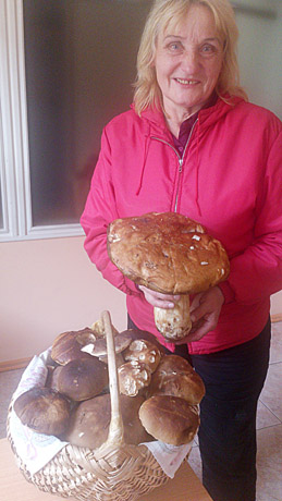 Šiaulietė išguldė armiją baravykų Šiaulietė išguldė armiją baravykų