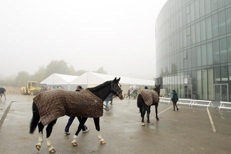 Šiaulių arena trumpam tapo žirgynu Šiaulių arena trumpam tapo žirgynu