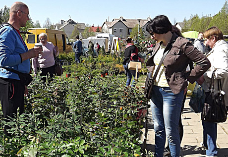 Pavasarinė mugė buvo gausi sodinukais Pavasarinė mugė buvo gausi sodinukais