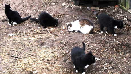 Ruošiamasi sterilizuoti benames kates Ruošiamasi sterilizuoti benames kates