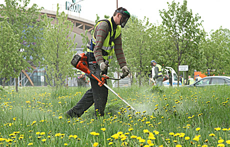 Pirmoji šienapjūtė – iki birželio vidurio