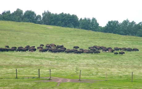 Laisvėje 100 bizonų kėlė pavojų Laisvėje 100 bizonų kėlė pavojų