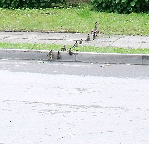 Pakruojo centre – laukinių ančių pulkelis Pakruojo centre – laukinių ančių pulkelis