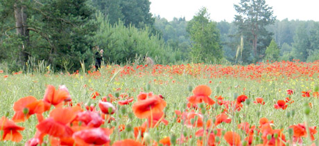 Į aguonų laukus – fotografuotis Į aguonų laukus – fotografuotis