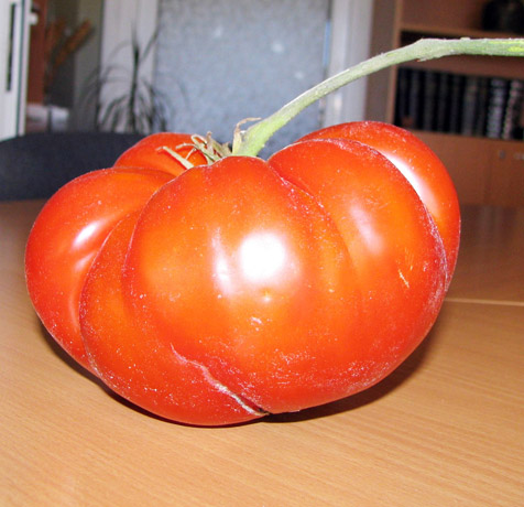 Pomidoras svėrė beveik 800 gramų Pomidoras svėrė beveik 800 gramų