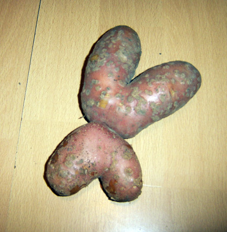 Bulvė - širdutė Bulvė - širdutė
