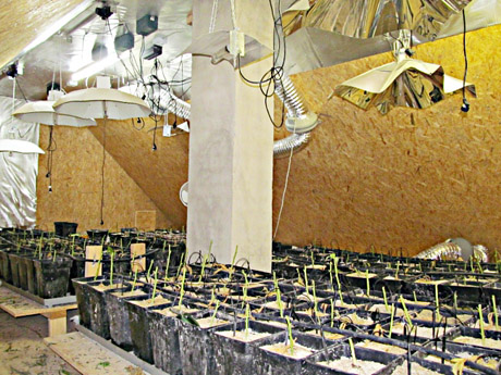 Butėnuose – kanapių auginimo laboratorija Butėnuose – kanapių auginimo laboratorija