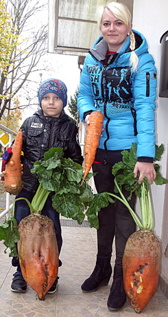 Užaugo milžinai burokai ir morkos Užaugo milžinai burokai ir morkos