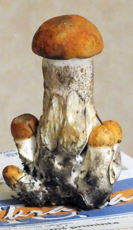 Raudongalvis – kaip dirbtinis Raudongalvis – kaip dirbtinis