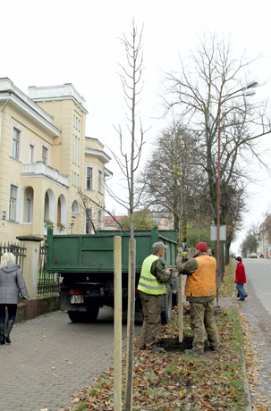 Sodinamos mažalapės liepos Sodinamos mažalapės liepos