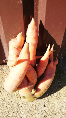 Vladutės Stanelienės morka