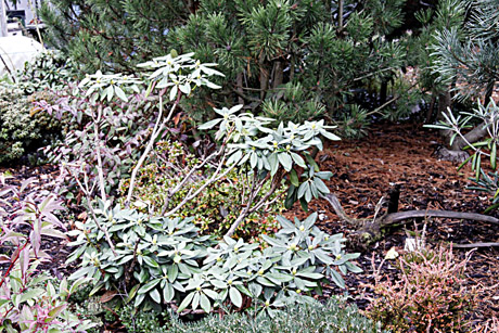 Soduose ir gėlynuose – rudens darbai Soduose ir gėlynuose – rudens darbai