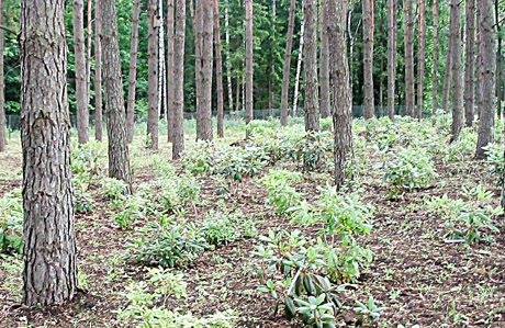 Kelmės rajone miškingumas perkopė 30 procentų Kelmės rajone miškingumas perkopė 30 procentų