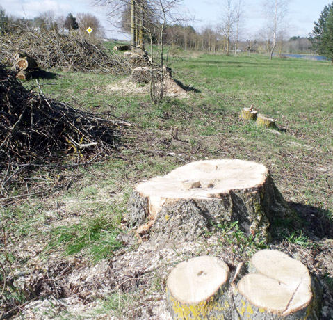 Kenkėjai topoliai šildys bendruomenių namus Kenkėjai topoliai šildys bendruomenių namus