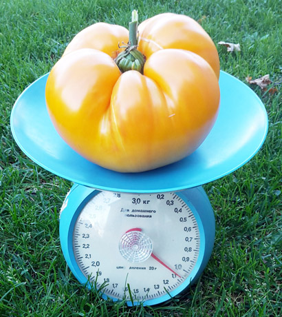 Gigantas pomidoras Gigantas pomidoras