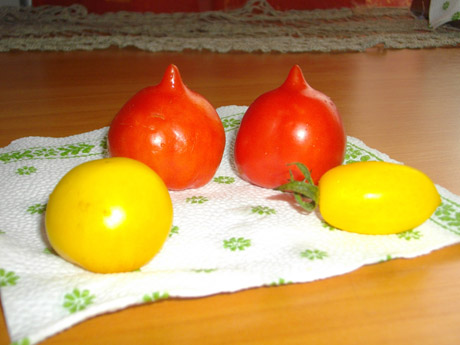 Pomidorai Pomidorai
