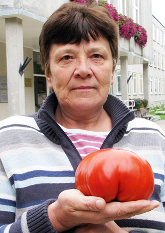 Pakruojietės šiltnamyje – gausus pomidorų derlius Pakruojietės šiltnamyje – gausus pomidorų derlius