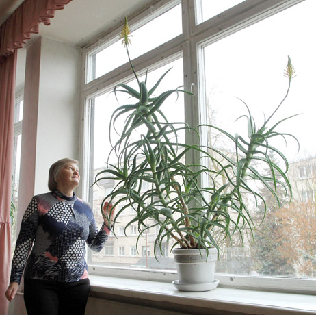 Du alijošiai – keturi žiedai Du alijošiai – keturi žiedai