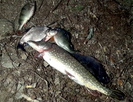 Draudžiama lydekų žvejyba kainuos brangiai Draudžiama lydekų žvejyba kainuos brangiai
