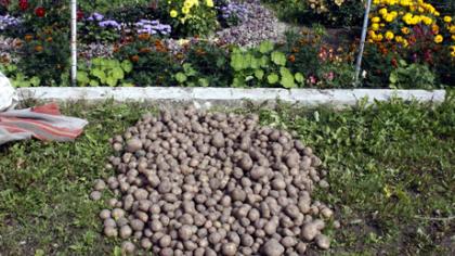 Kaip rudens derlių išlaikyti iki Velykų?