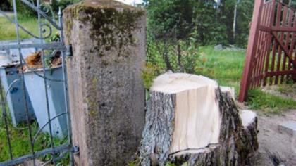 Rinkimų šešėlis – ant iškirstų kapinių medžių