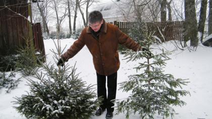 Kalėdinių eglučių ir šakų – į girininkijas