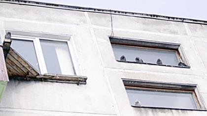 Kaimynai nesutaria dėl katinų ir balandžių