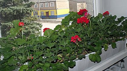 Seniūnijoje stiebiasi gėlių sodinukai