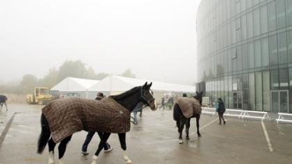 Šiaulių arena trumpam tapo žirgynu
