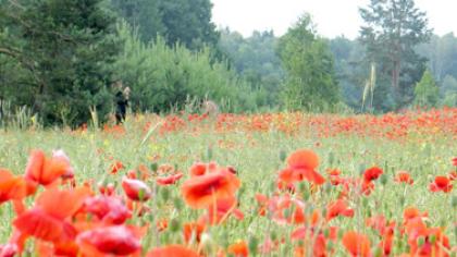 Į aguonų laukus – fotografuotis