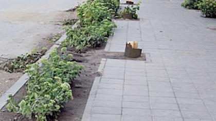 Žagarės centre naikinami medžiai