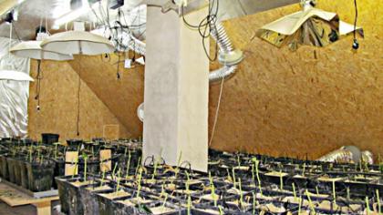 Butėnuose – kanapių auginimo laboratorija