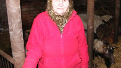 Vietoje karvės – dvylika ožkų